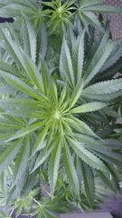 Floraison  25 (8)