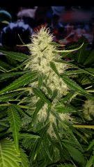 Floraison  55 (12)