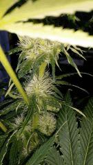 Floraison  32 (11)
