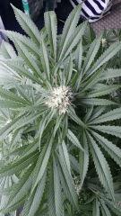 Floraison  48 (3)