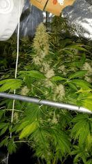 Floraison  62 (2)