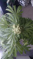 Floraison  54 (20)