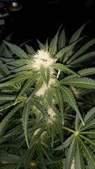 Floraison  31 (13)