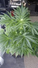 Floraison  27 (12)