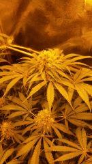 Floraison  59 (4)
