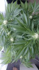 Floraison  43 (3)