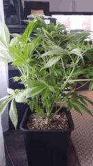 Floraison  19 (13)