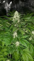 Floraison  53 (1)