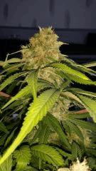 Floraison  63 (6)