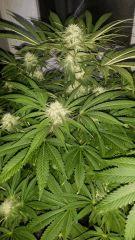 Floraison  42 (13)