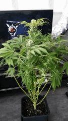 Floraison  55 (5)