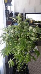 Floraison  52 (15)