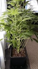 Floraison  28 (4)