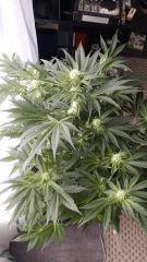Floraison  28 (5)