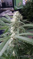 Floraison  38 (12)