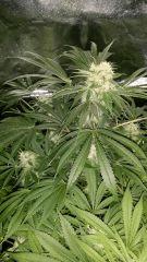 Floraison  44 (9)