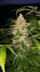 Floraison  63 (15)