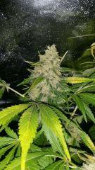 Floraison  65 (12)