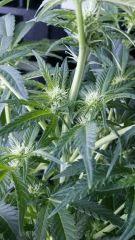 Floraison  20 (6)