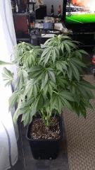 Floraison  32 (15)