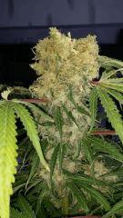 Floraison  64 (20)