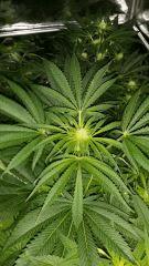 Floraison  26 (2)