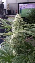 Floraison  38 (15)
