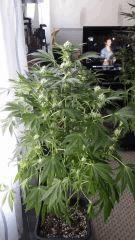Floraison  35 (10)