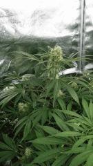 Floraison  44 (2)