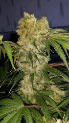Floraison  61 (19)