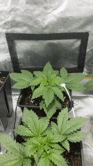 Croissance  22 (8)