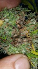 Floraison  58 (14)