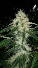 Floraison  47 (7)