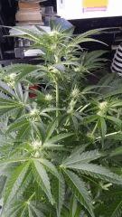 Floraison  23 (5)
