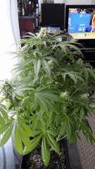 Floraison  58 (5)