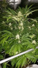 Floraison  44 (13)