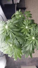 Floraison  34 (13)