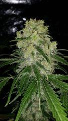 Floraison  53 (8)