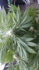 Floraison  54 (9)