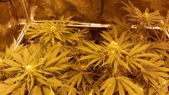 Floraison  40 (15)