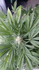 Floraison  45 (8)