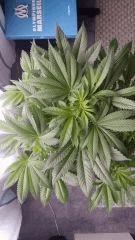 Floraison  17 (8)