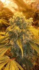 Floraison  59 (8)