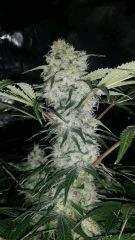 Floraison  47 (8)