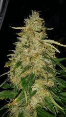 Floraison  62 (8)
