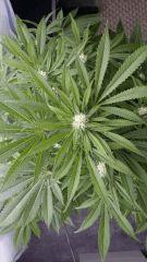 Floraison  35 (7)