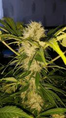 Floraison  52 (13)