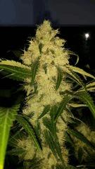 Floraison  51 (22)