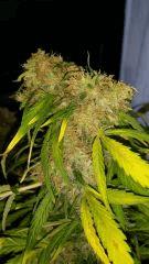 Floraison  64 (17)