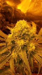 Floraison  49 (7)